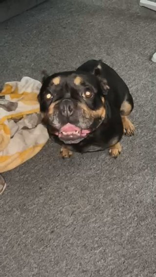 KC REGISTERED BLACK & TAN FRENCH BULLDOG in Nottingham