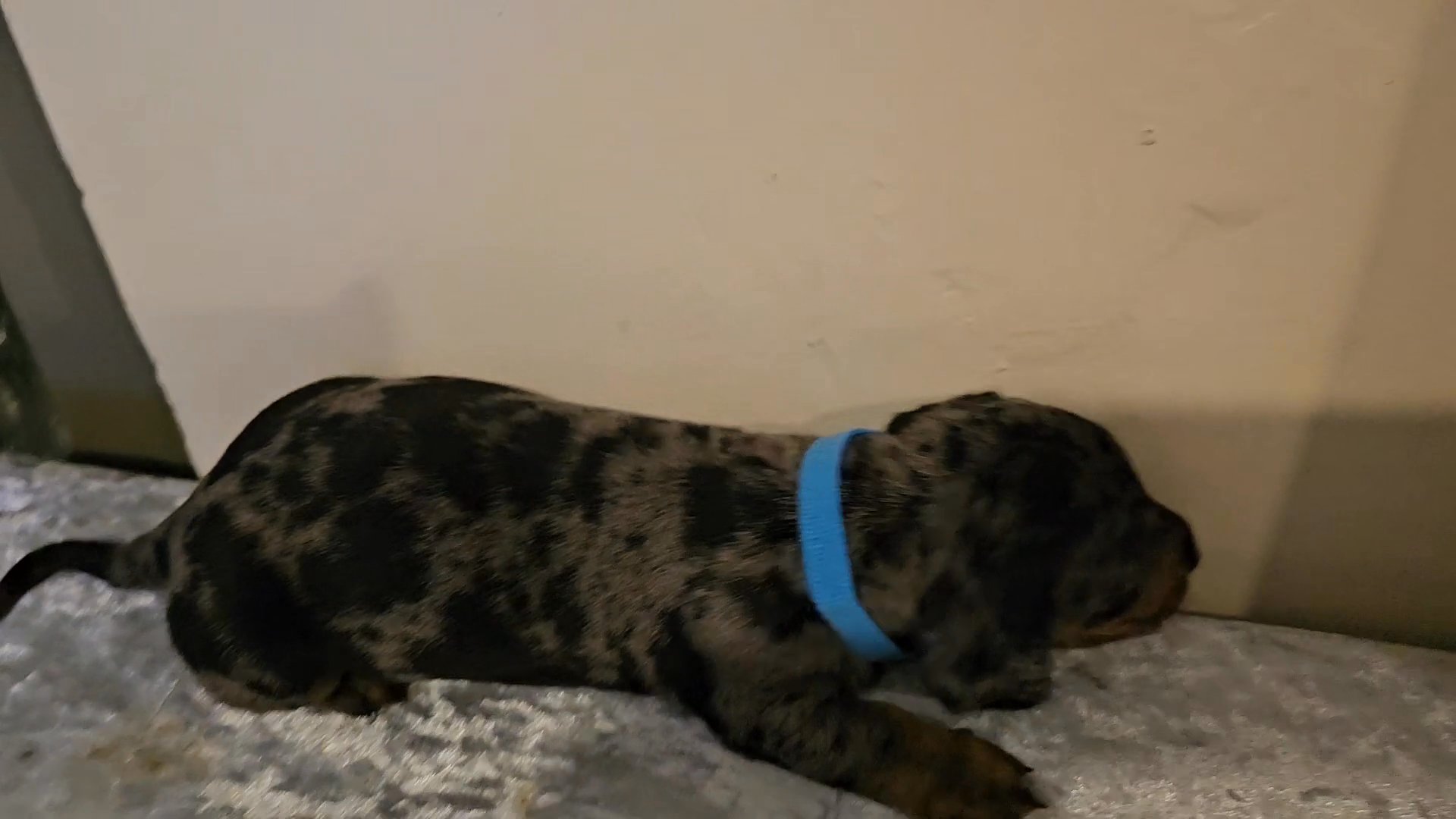 REDUCED dachshund puppies READY NOW  kc registered in Purbeck