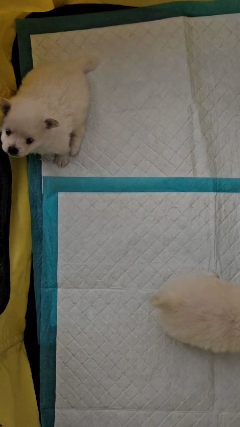 Pomeranian Puppies for Sale in Birmingham