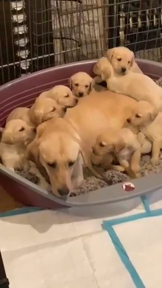 stunning and outstanding labrador retriever pups in Wrexham