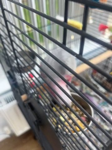 Adorable Cockatoo Parrot for Sale! in Leeds