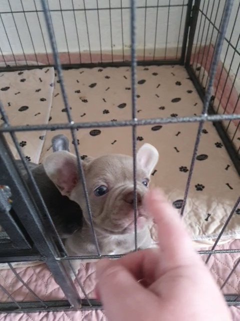newshade french bulldog in Blackpool