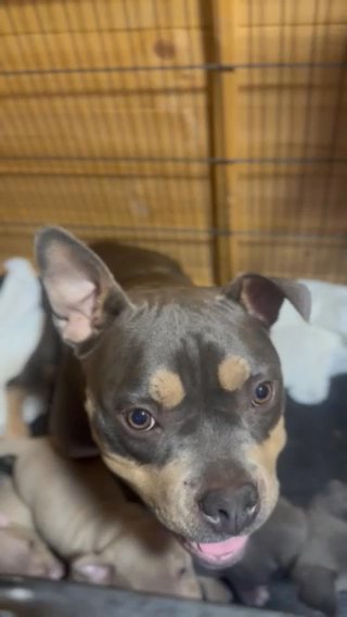 Pocket Bully Female in County Durham
