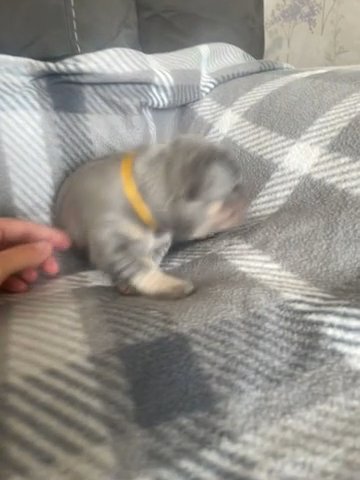 Lilac And Tan Female French Bulldog in Birmingham