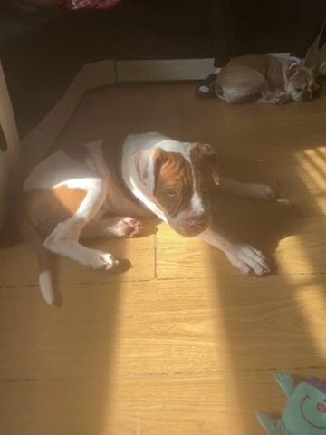 Alapha Bulldog in London