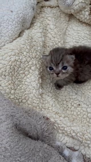 A Rare Singleton Grey Persian Kitten in Colchester