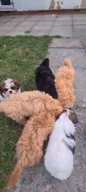 puppies for sale in London