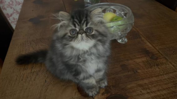 Registered Pedigree Persian Kitten in Nottingham