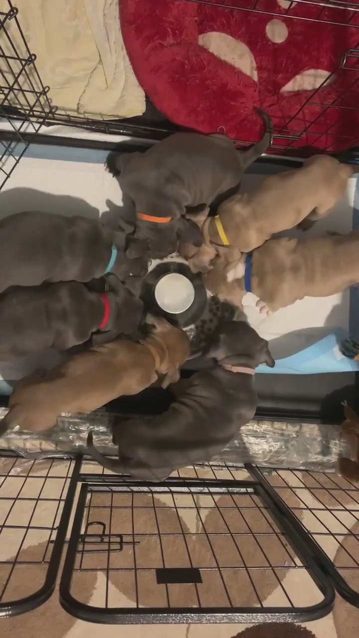 American bully puppies for sale in Wakefield
