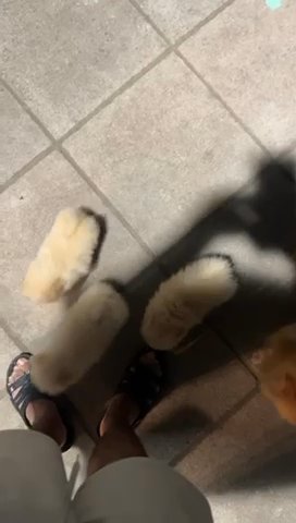 Pomeranian Puppies in London
