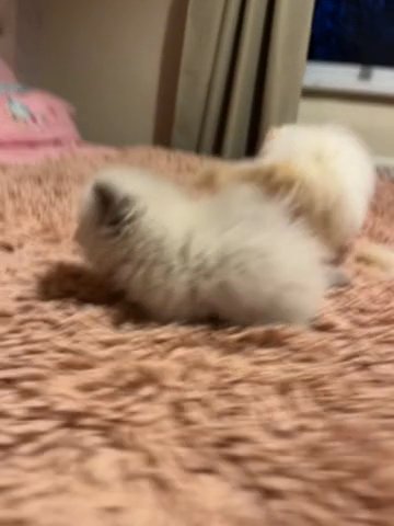 Persian Kittens in Leeds