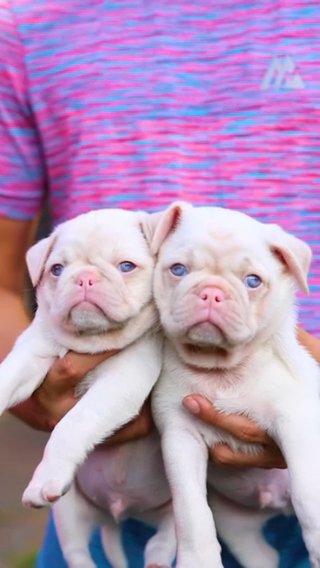 Pugs in London