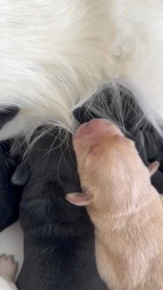 Stunning Goldador Puppies in Basildon