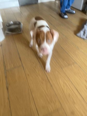 Alapha Blue Blood Bulldog in London