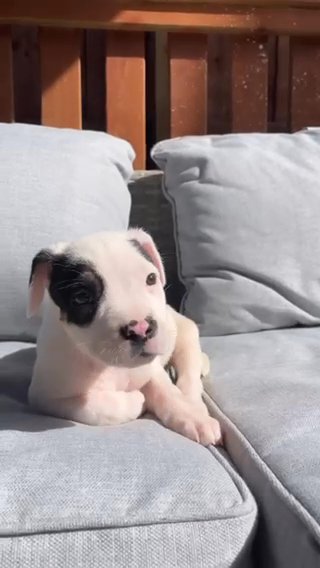 Staffy Puppy in London