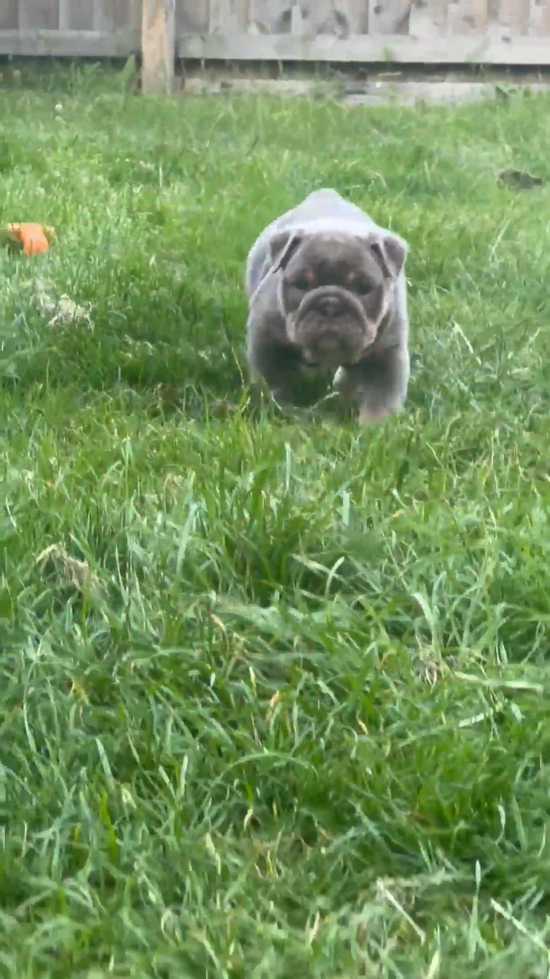 Bulldog puppy/ Buddah pups in Barnsley