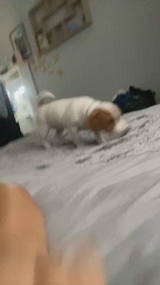 Jack Russel pup! in Maidstone