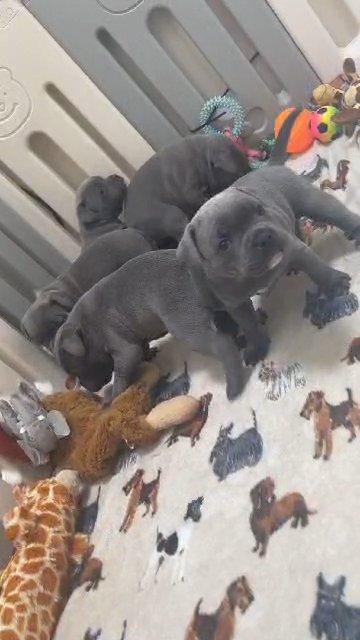 stunning and fantastic temperament staffy pups in Bexley