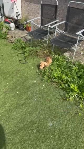 Miniature Long Haired Dachshund Shaded Cream Boys in Swansea