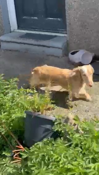 Stunning Cream Dapple Long Haired Dachshund in Swansea
