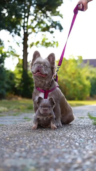 French Bulldog in London