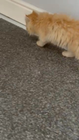 Cute Persian in Doncaster