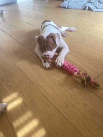 Alpaha Bulldog in London