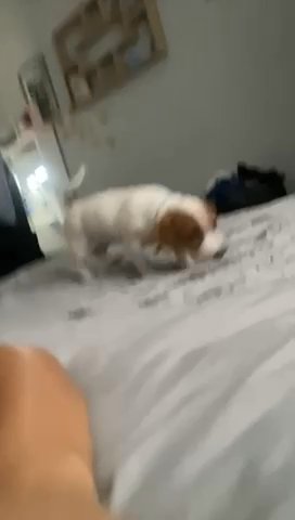 Jack Russell Puppy in Maidstone