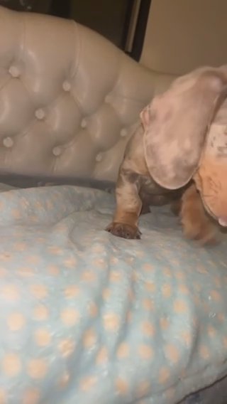 Miniature dauchshund in Kent
