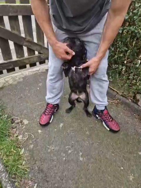 pocket bully pups in Hyndburn