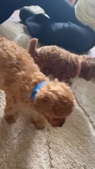 Toy Poodles in Birmingham