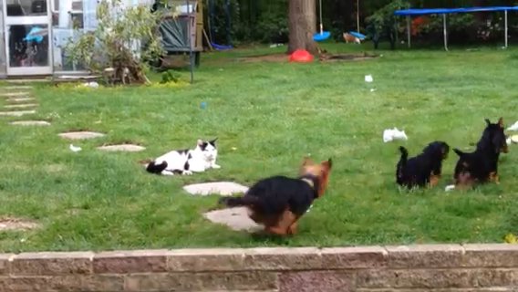 Miniture Yorkshire Terrier in Bromley