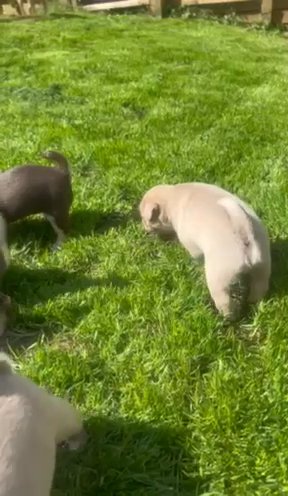 Last 2 Rare Coloured Pug Pups in Blaenau Gwent
