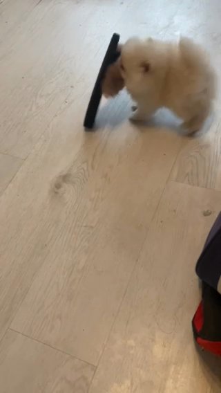 Adorable KC Registered Mini Pomeranian Puppies - Ready for Their New Loving Home! in London