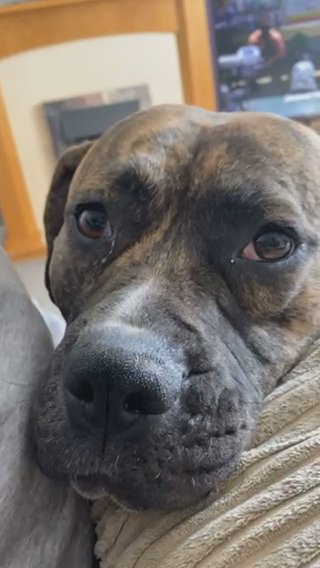 Bruno in Bradford