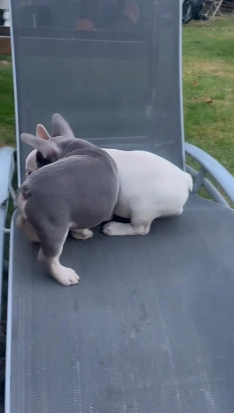 French bulldog in Kent