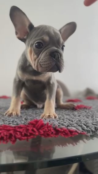 Velvet Big Rope French Bulldog in Kent