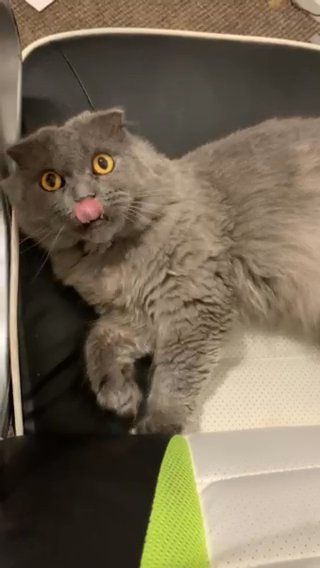 Longhair Scottish Fold in Derby