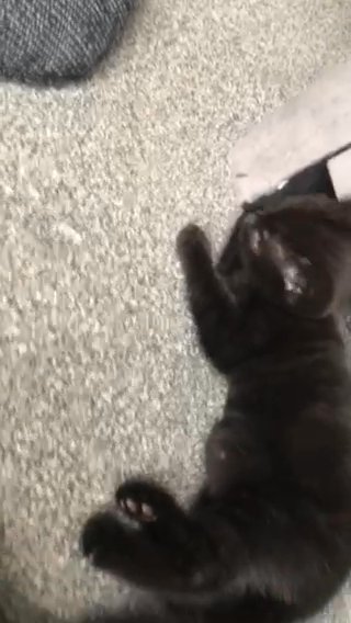 BEAUTIFUL KITTENS in Northampton