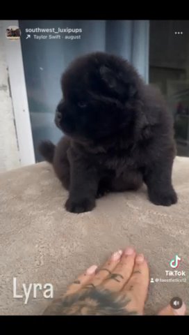 Quality Merle Chow Chow Puppies in London
