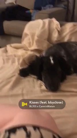 Sprocker Spaniel Puppy in Darlington