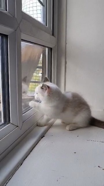 ragdoll kittens in London