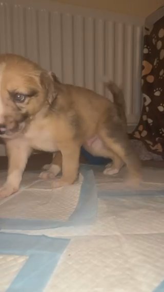 Lurcher X Welsh Collie Pups! in Hereford