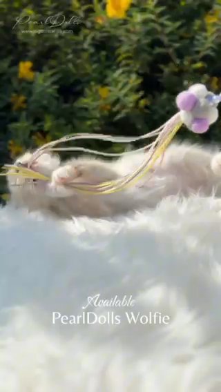 SHOW CLASS GCCF ⭐️ SEAL TABBY MITTED BOY • PEARLDOLLS WOLFIE in Lincoln