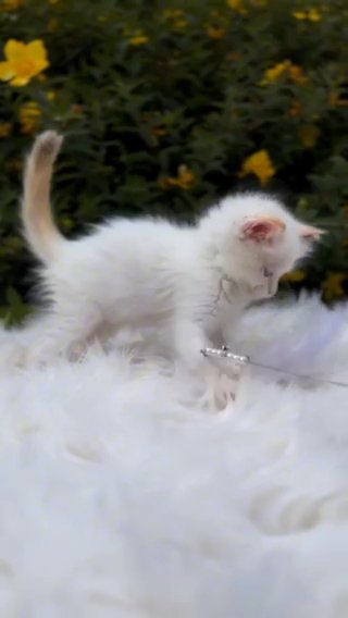 *RARE* CHOCOLATE TORTIE BICOLOUR SHOW CLASS RAGDOLL GIRL • PEARLDOLLS MARSHMALLOW (GCCF REGISTERED) in Lincoln