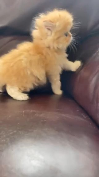Beautiful Pure Persian Kittens PKD NEG, Vaccinated in Doncaster