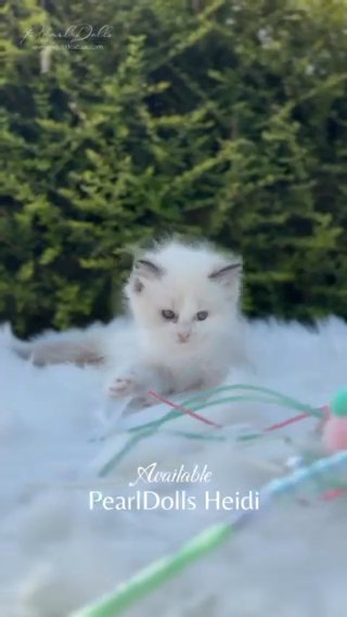 SEAL BICOLOUR RAGDOLL GIRL ⭐️ GCCF ⭐️ PEARLDOLLS HEIDI in Lincoln