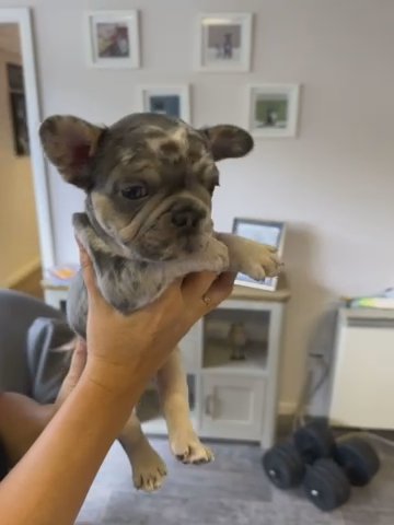 French Bulldog Girl Merle Testable Fluffy Pink Carirer in Dudley