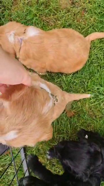fully health tested working cocker spaniel pups in Bromley
