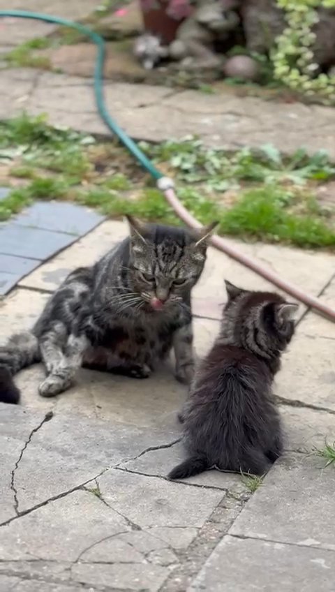 gorgeous kittens in London